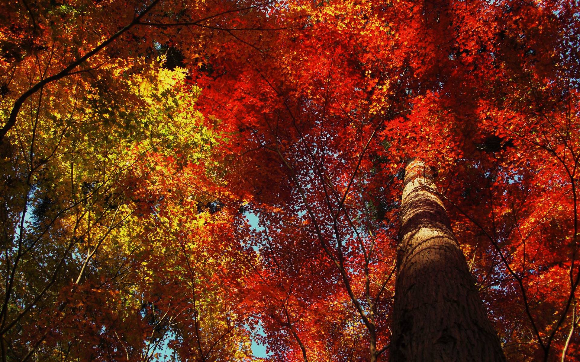 Beautiful Autumn Foliage widescreen wallpaper. Wide