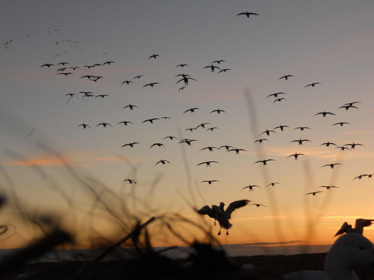 Waterfowl Wallpapers - Wallpaper Cave