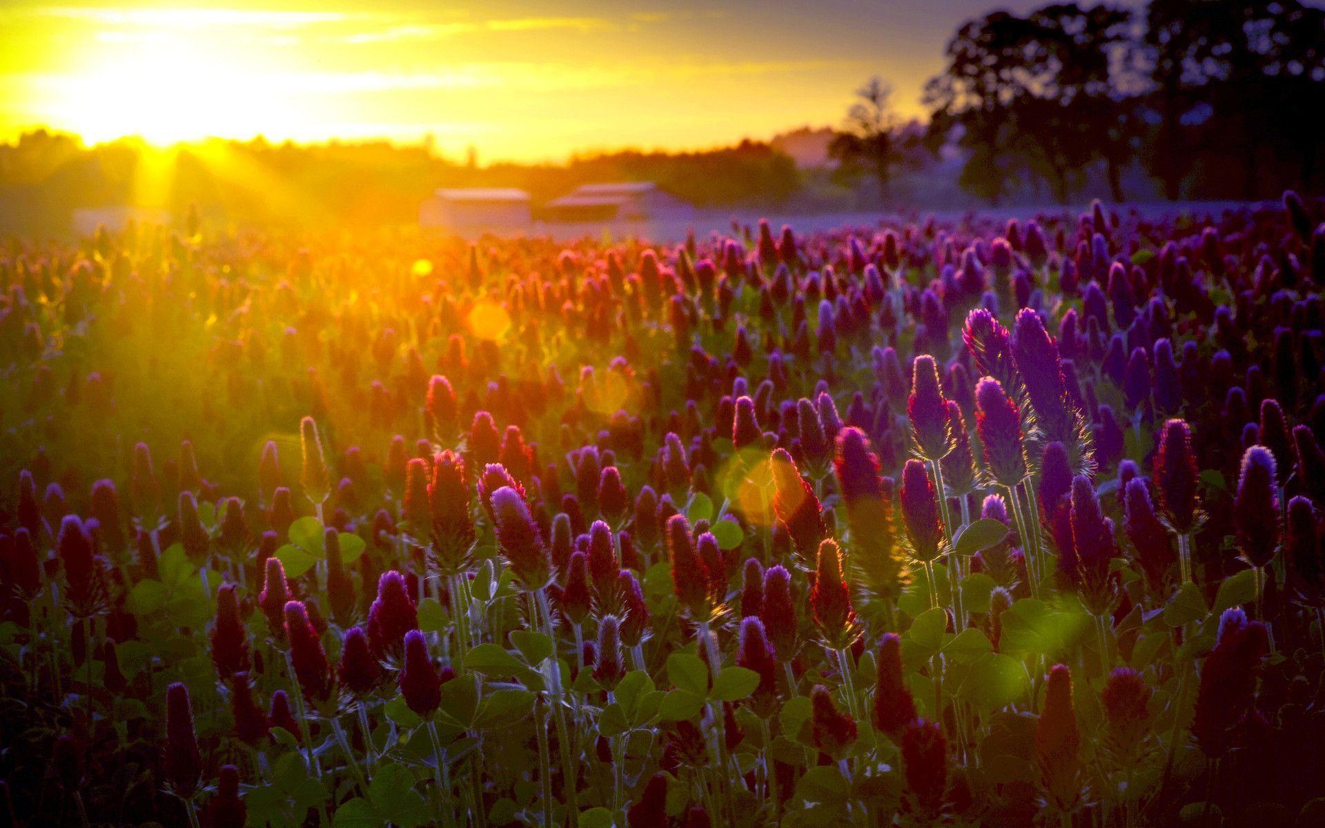 Wallpaper For > Flower Field Background Picture