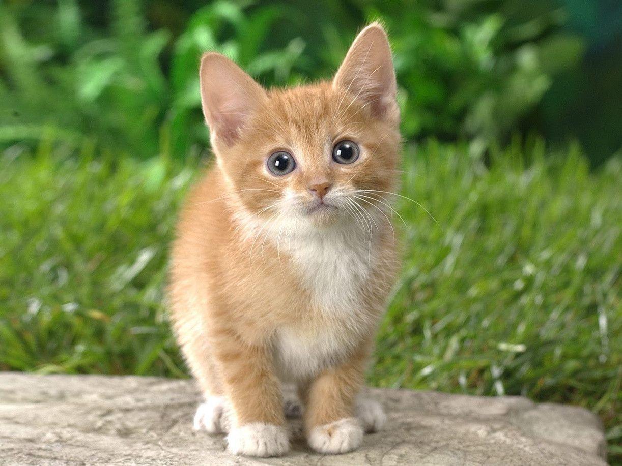 A Cute Cat Looking For Camera Wallpaper Laptop Wallpaper