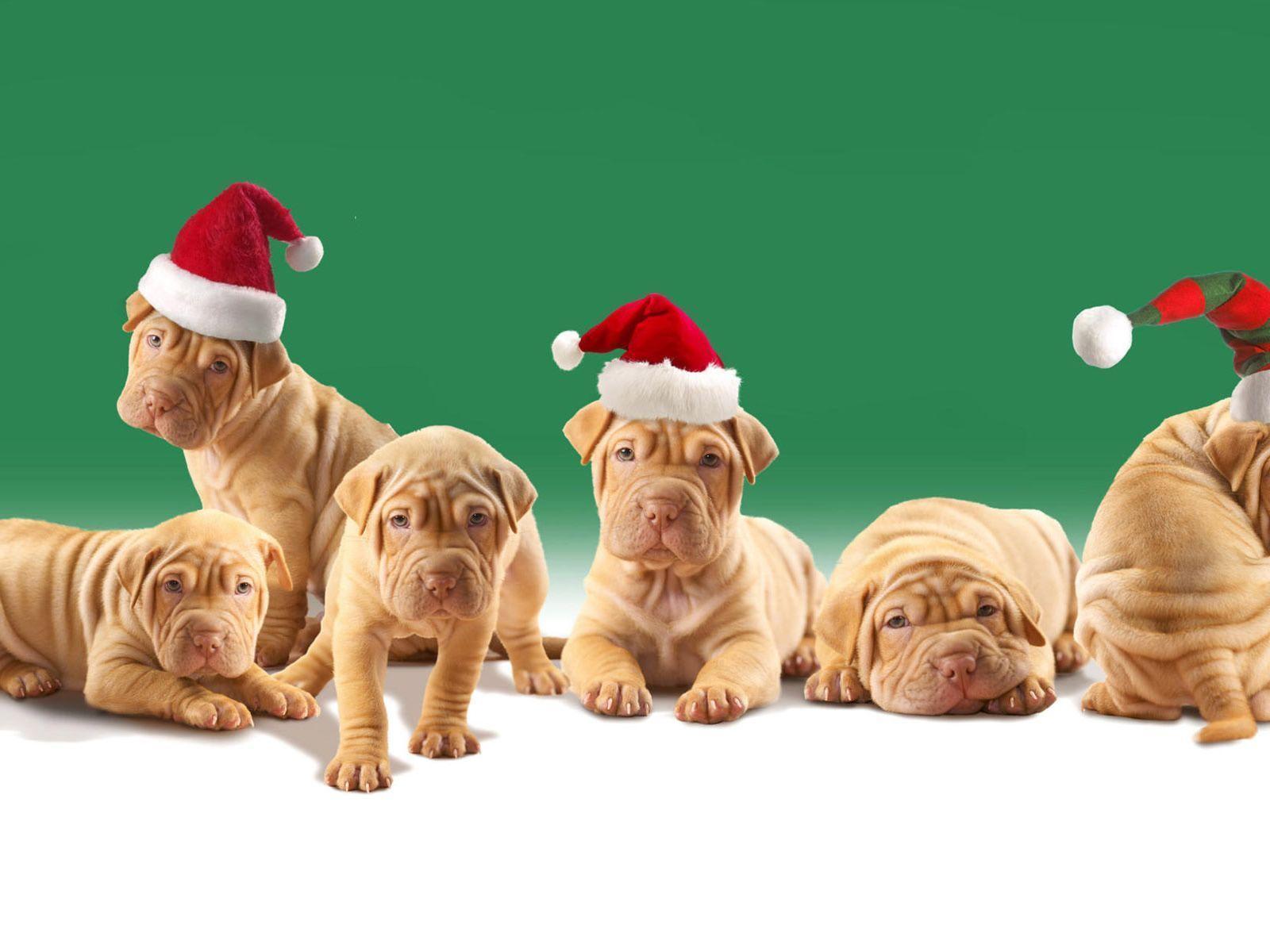 English Cat: Christmas Puppies HD Wallpaper