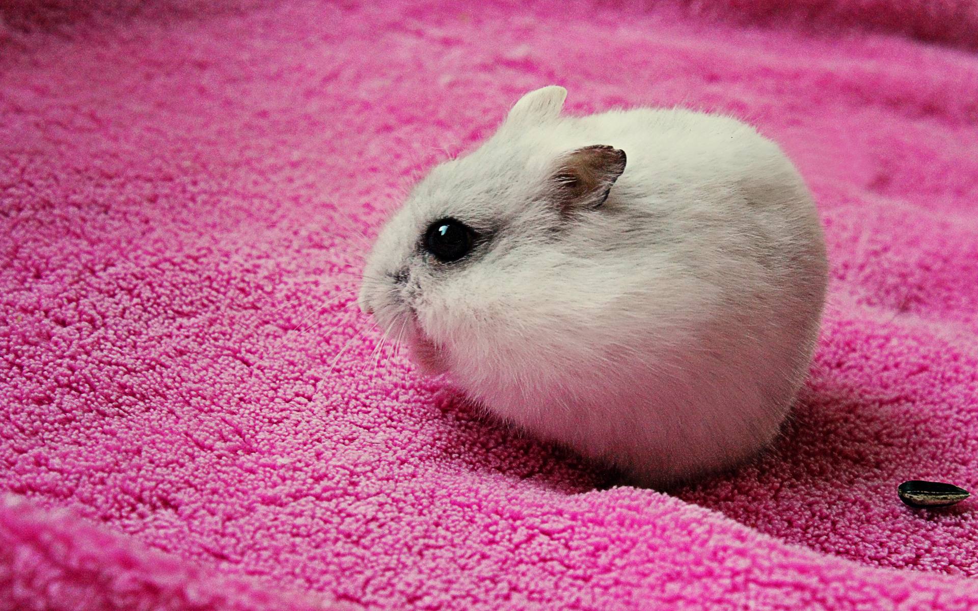 White Hamster (id: 182031)