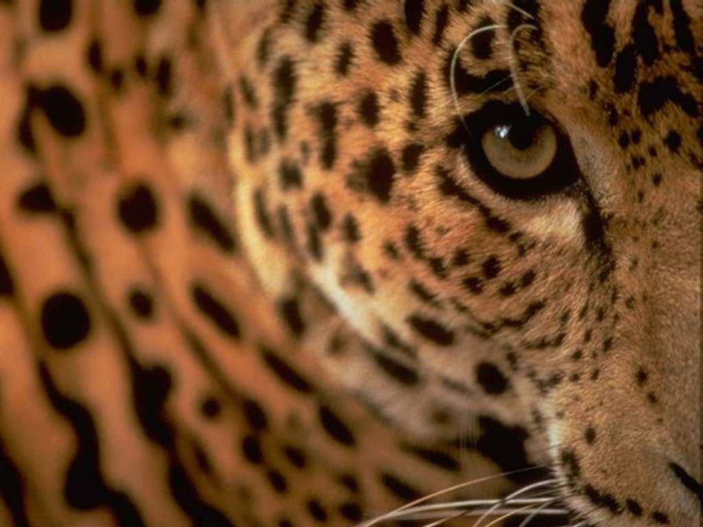 Wallpaper For > Cheetah Eyes Wallpaper