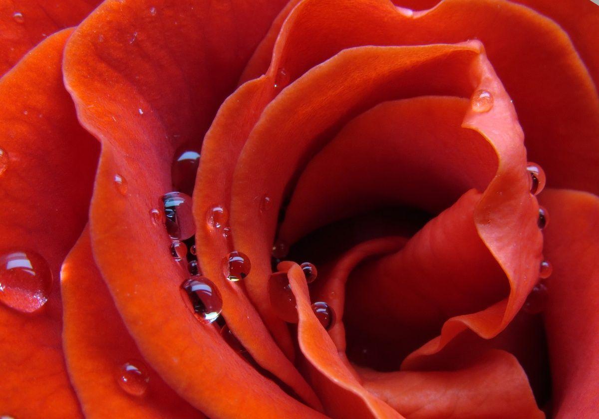 Роза коралловая с каплями