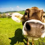 Cow Wallpapers