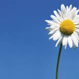 Daisy Wallpaper