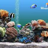 Aquarium Background Pictures