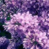 Lilac Wallpapers