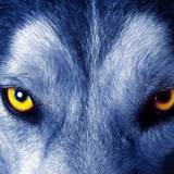 Wolf Wallpapers