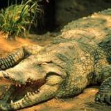 Alligator Wallpaper