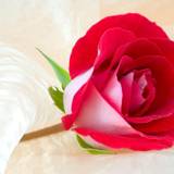 Free Roses Wallpaper
