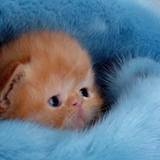 Funny Kittens Wallpapers