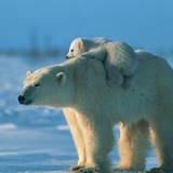 Polar Bear Wallpapers