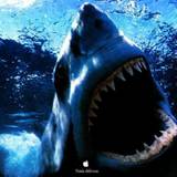 HD Shark Wallpaper