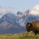 Bison Wallpaper