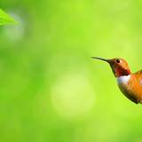 Birds Wallpaper
