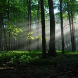 Woods Wallpapers