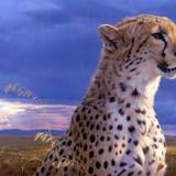 Cheetah Wallpaper
