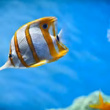 Fish Wallpapers