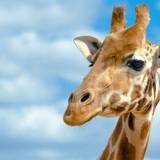 Giraffe Wallpaper
