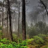 Forest Wallpapers