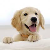 Dog Wallpapers
