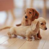 Wallpaper Of Puppies