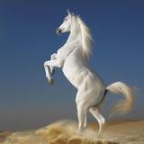 Horse Wallpapers