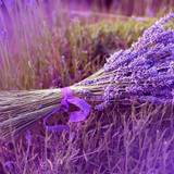 Lavender Wallpapers