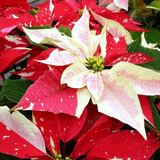Christmas Poinsettia Wallpapers