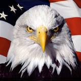 American Eagle Wallpapers