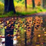 Rainy Landscapes HD Wallpapers