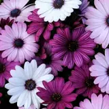 Purple And White Flowered Wallpapers