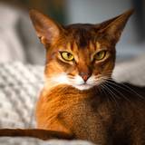 Abyssinian Wallpapers