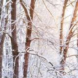 Snow On Tree Branches Wallpapers