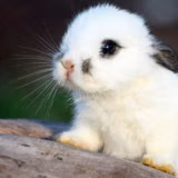 Baby Fluffy Bunny Wallpapers