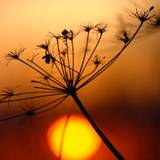 Sunset Plants Wallpapers