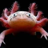 Axolotl Desktop Wallpapers