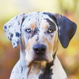 Catahoula Leopard Dog Wallpapers