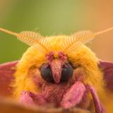 Rosy Maple Moth Wallpapers