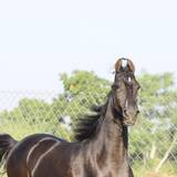 Marwari Horse Wallpapers