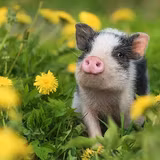 Cute Pig Desktop Wallpapers