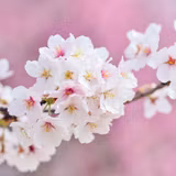Flower Desktop Cherry Blossom Wallpapers