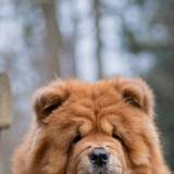 Chow Chow Cute Wallpapers