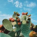 Prickly Pear Wallpapers