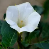 Moonflower Wallpapers