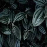Foliage Wallpapers