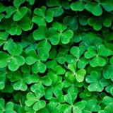 Clover Wallpapers