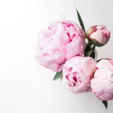 Peony Wallpapers