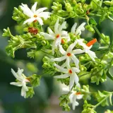 Night-blooming Jasmine Wallpapers